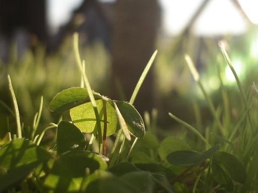 ベランダの鉢植え（枇杷の木）