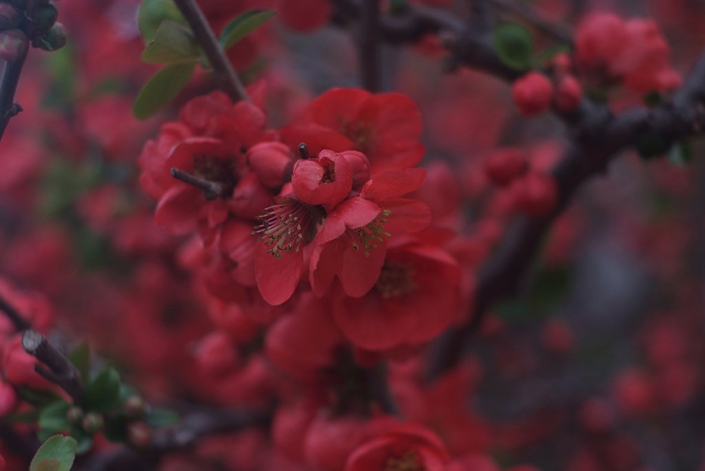 木瓜