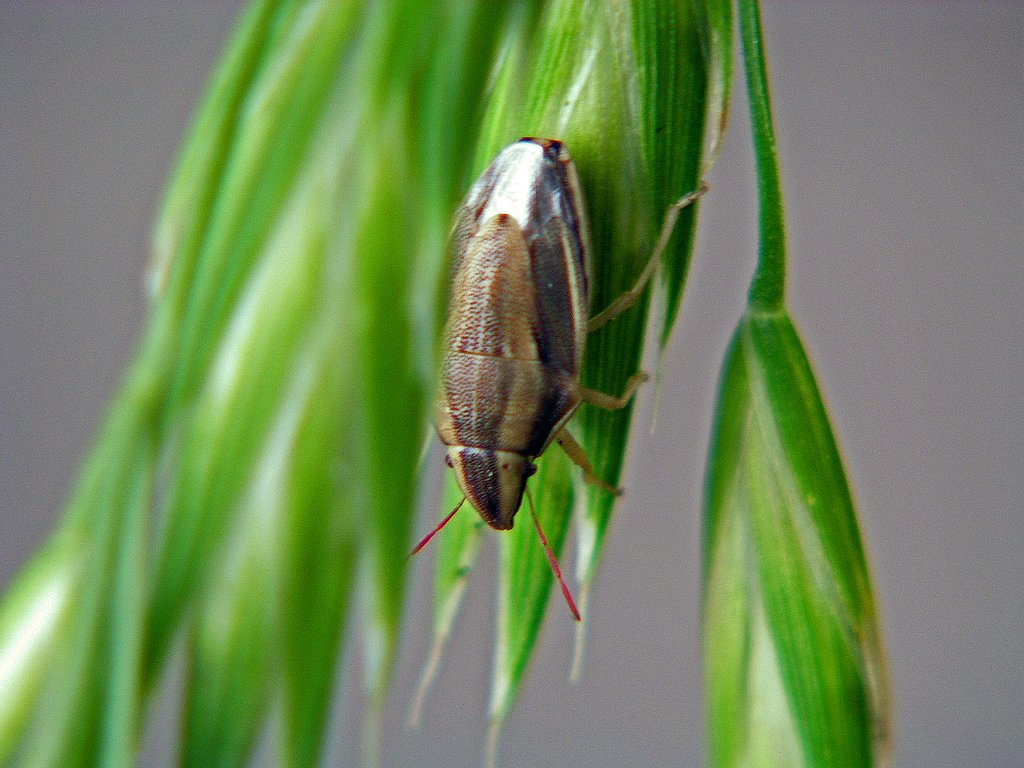 イヌムギにカメムシ