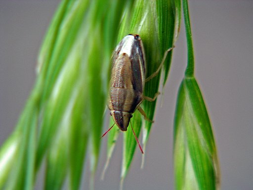 イヌムギにカメムシ