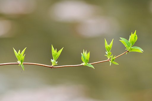 【淡彩】新芽