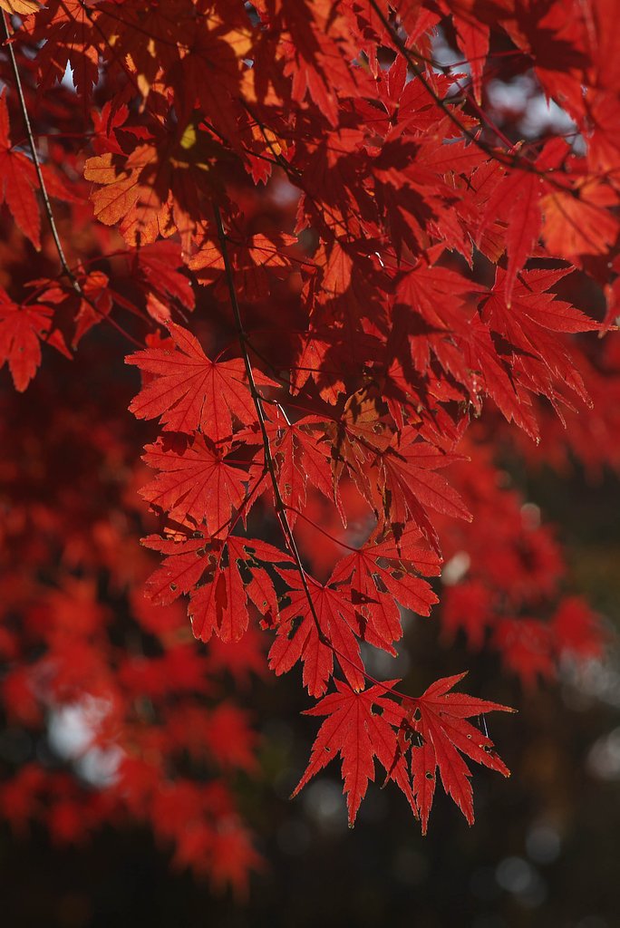 遅ればせながら紅葉
