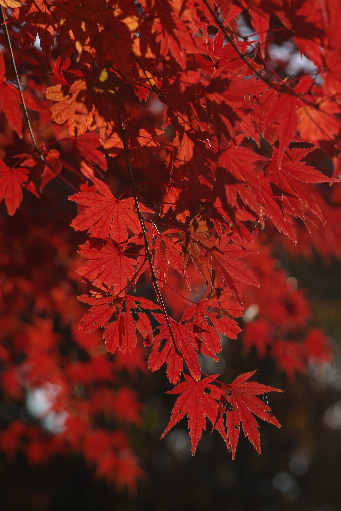 遅ればせながら紅葉