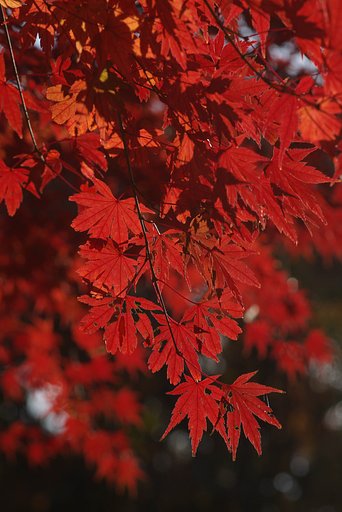 遅ればせながら紅葉
