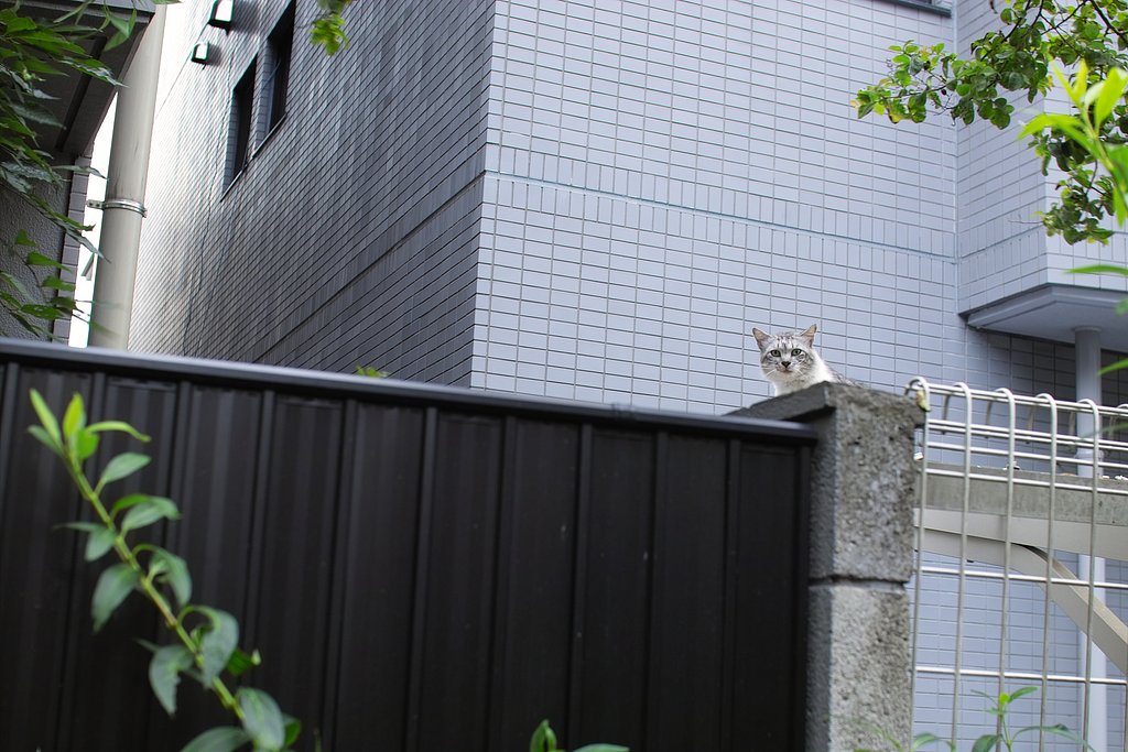 しかし、わたしは見る