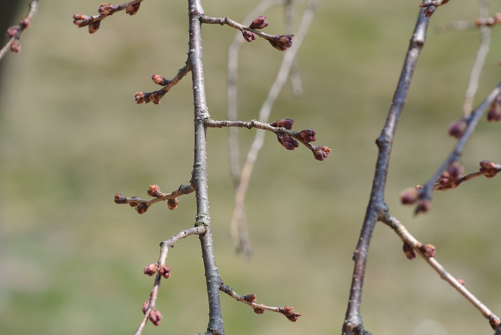 桜