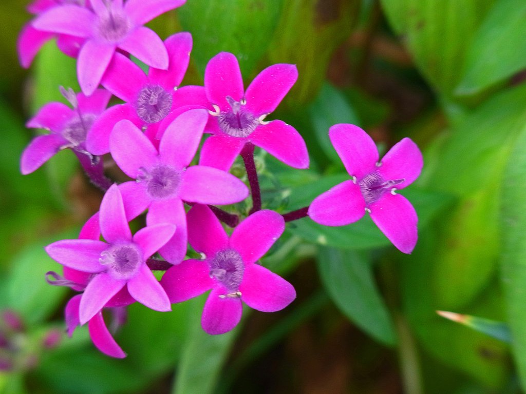 ピンクの花