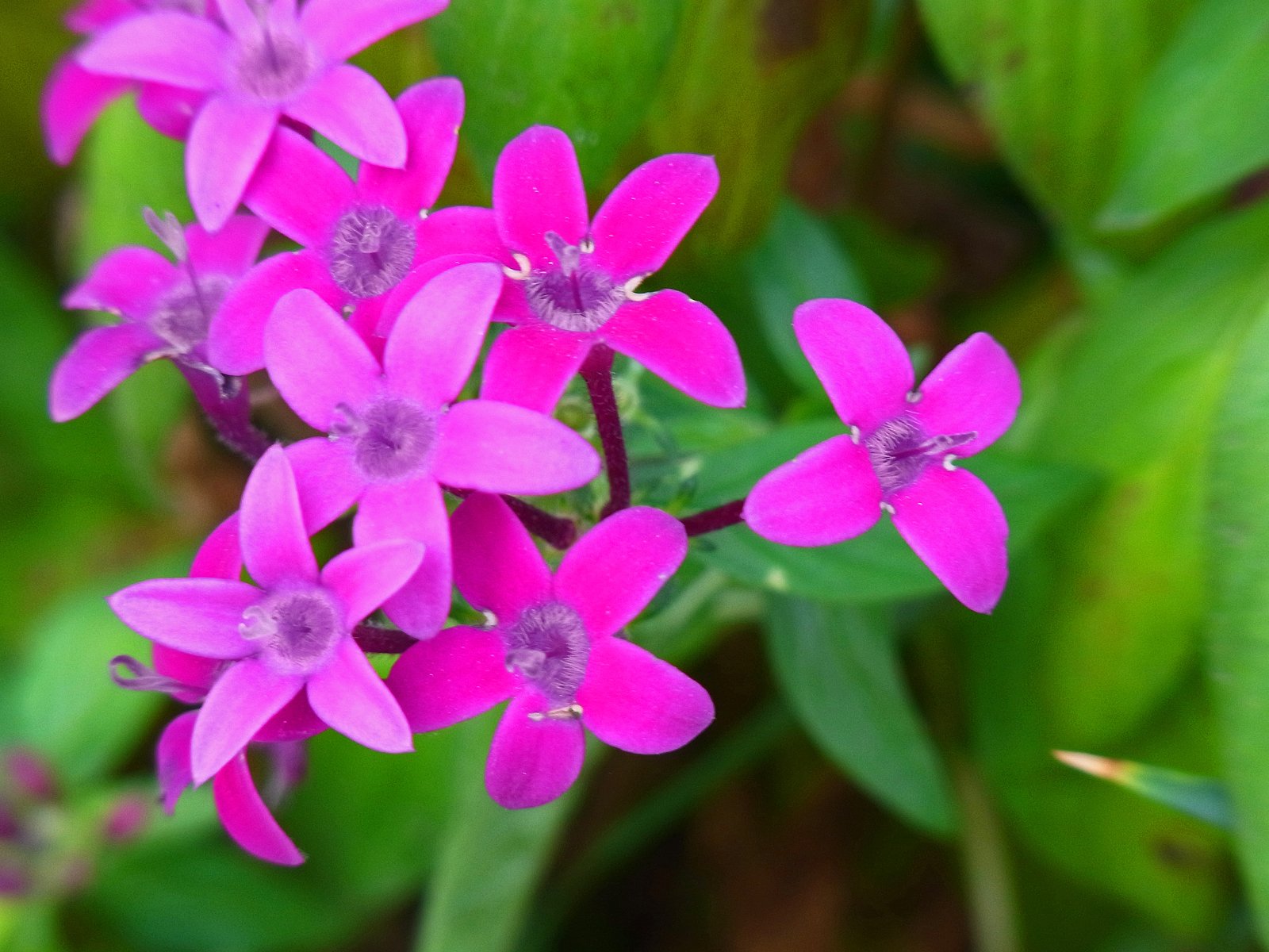 ピンクの花