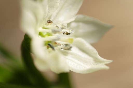 近くの家庭菜園で〜