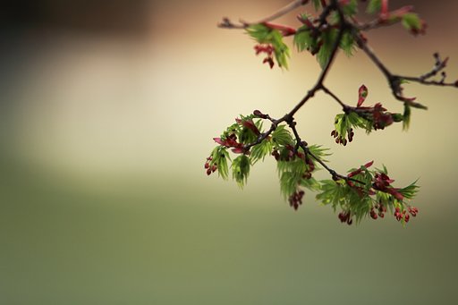 花と若葉と