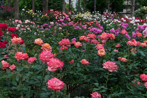 薔薇の季節＠Q