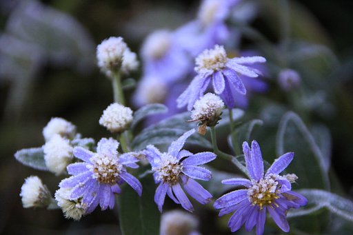 この花の名前を教えてください