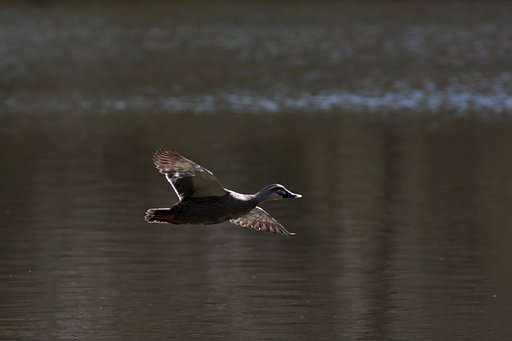 光・カルガモ