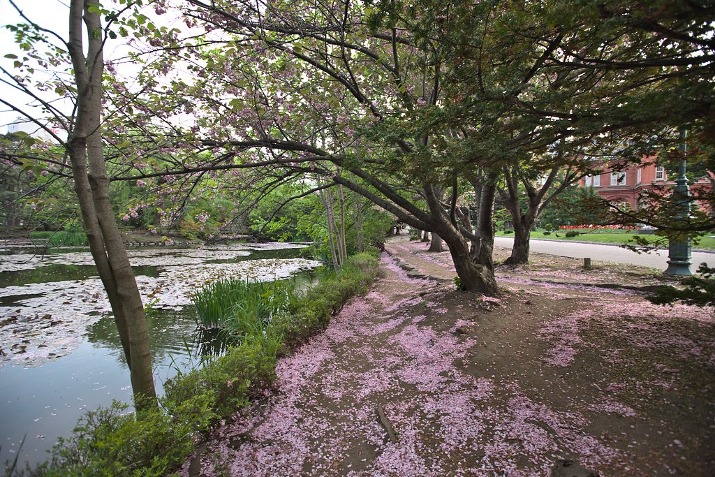 落下盛んの八重桜