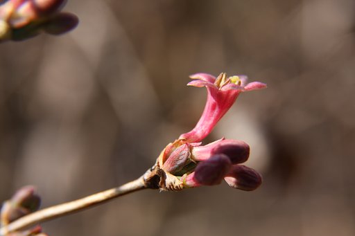 孤独に咲く