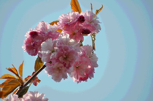 八重桜