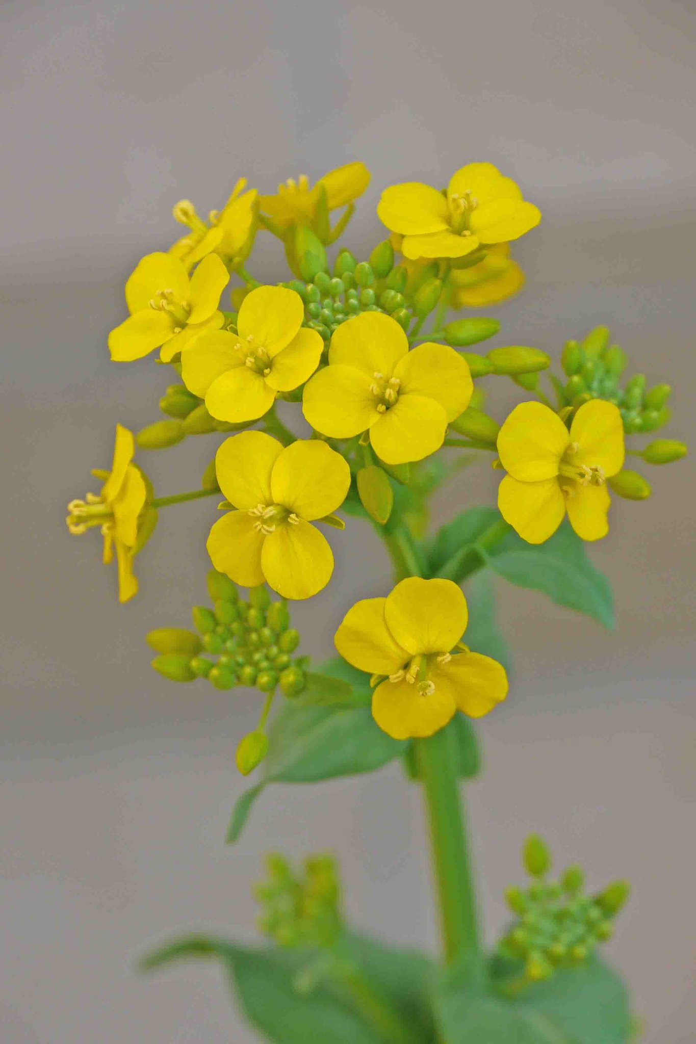 【淡彩】‐「菜の花」