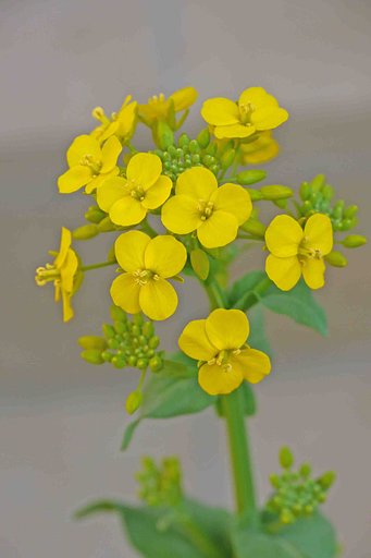 【淡彩】‐「菜の花」