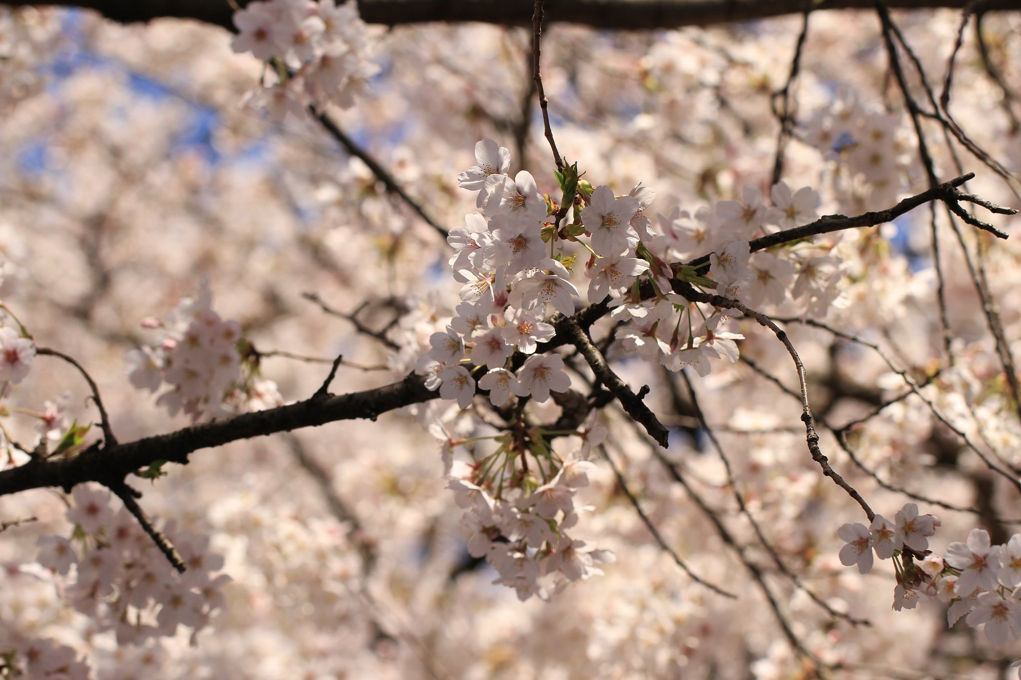 上野桜