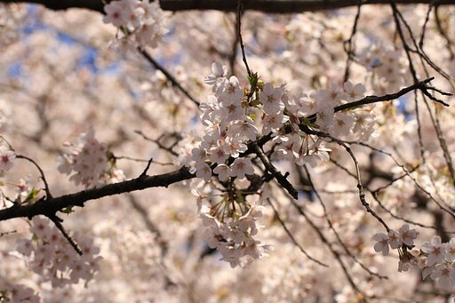 上野桜