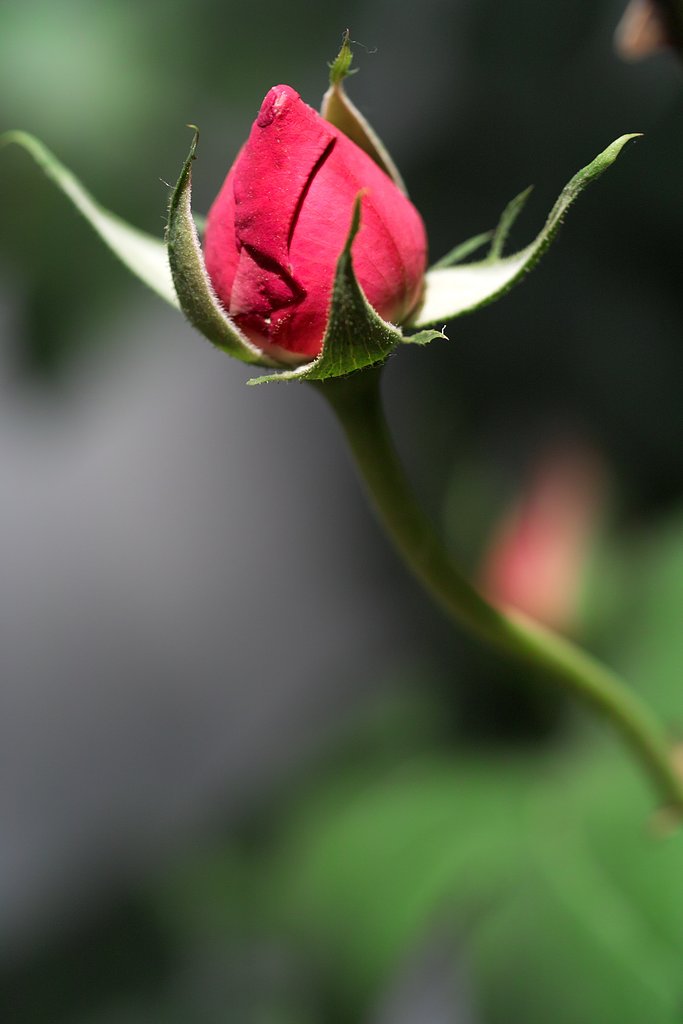 蕾