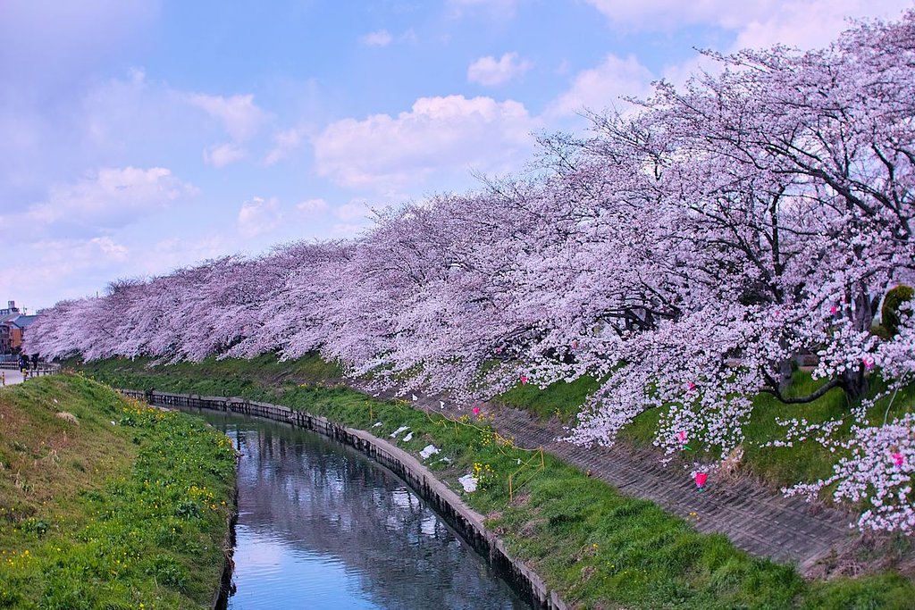 さくらだぁ〜
