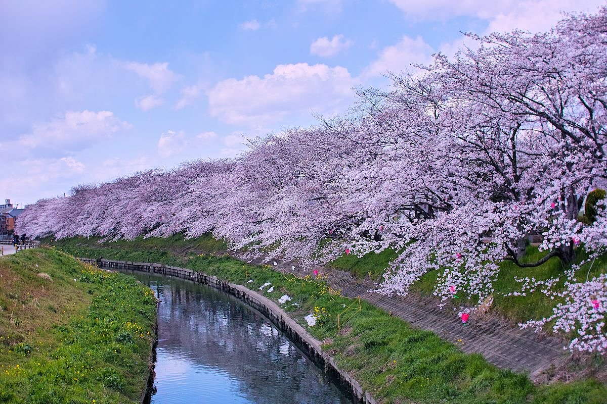 さくらだぁ〜