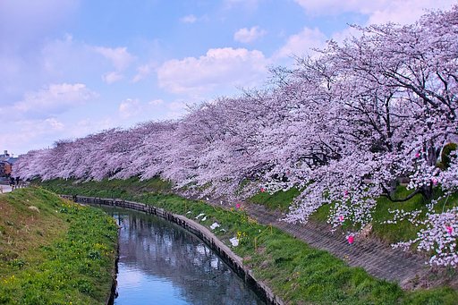 さくらだぁ〜