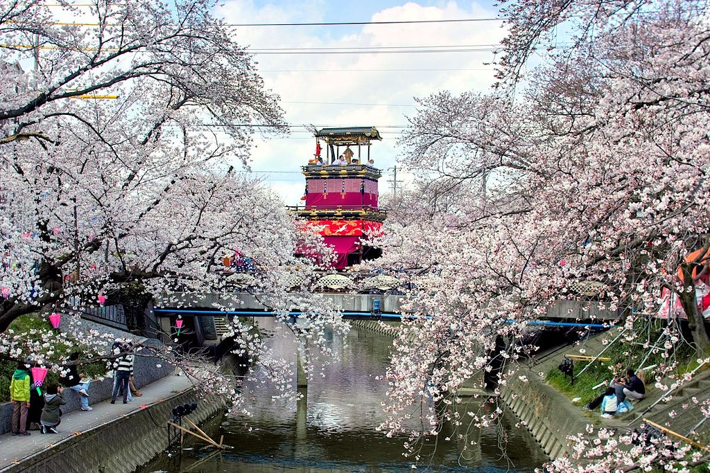 山車と桜