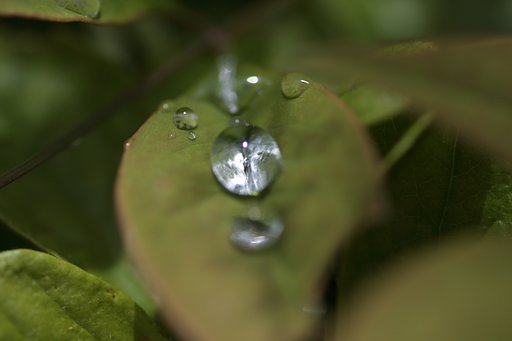 水玉