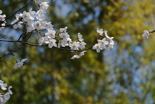 （淡彩）桜