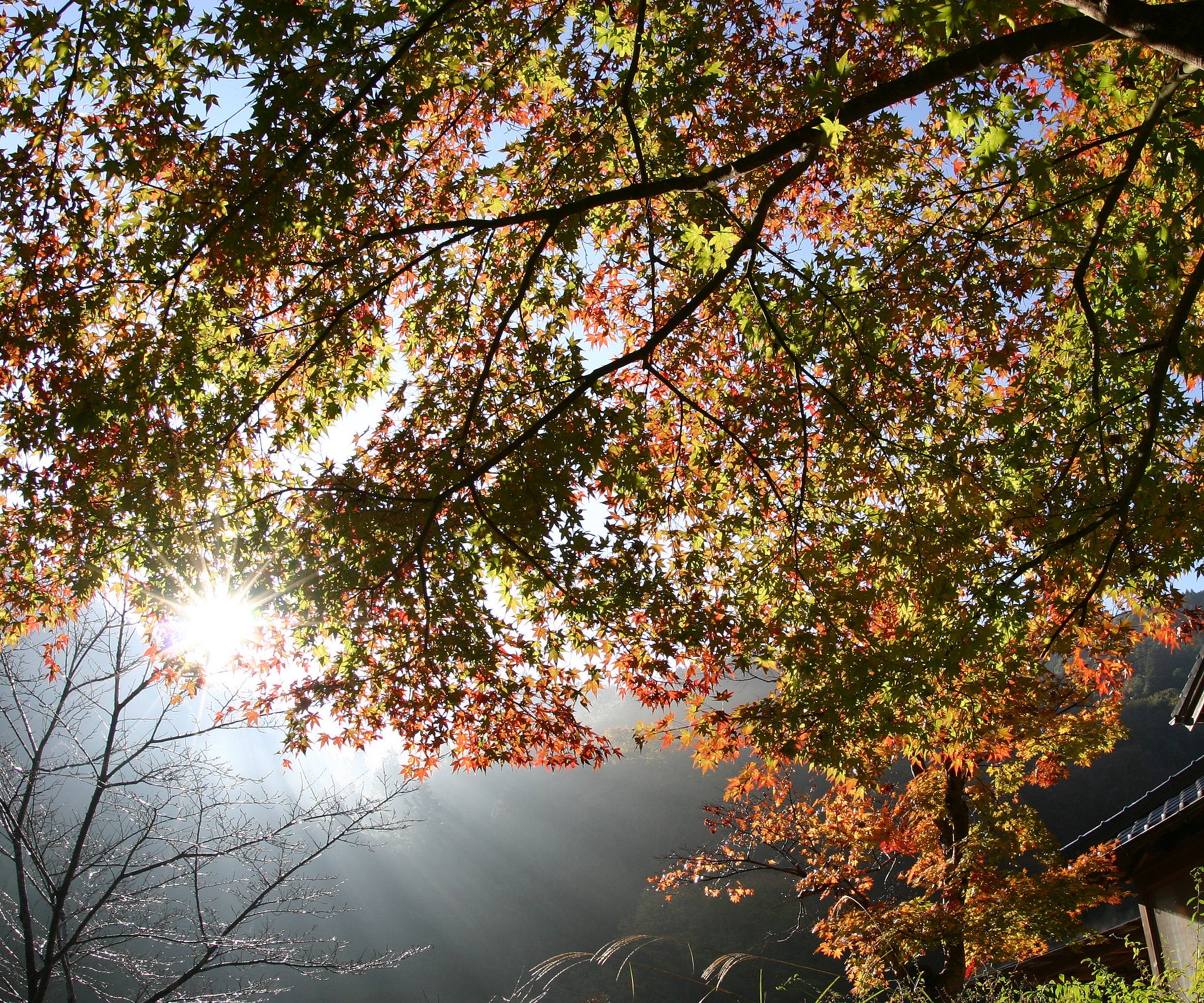 今年の紅葉は？