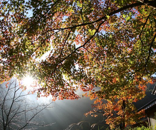 今年の紅葉は？