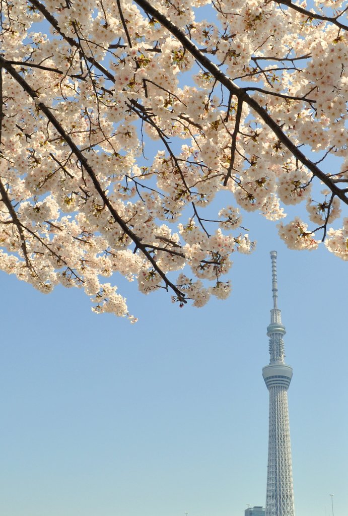 桜と東京スカイツリー