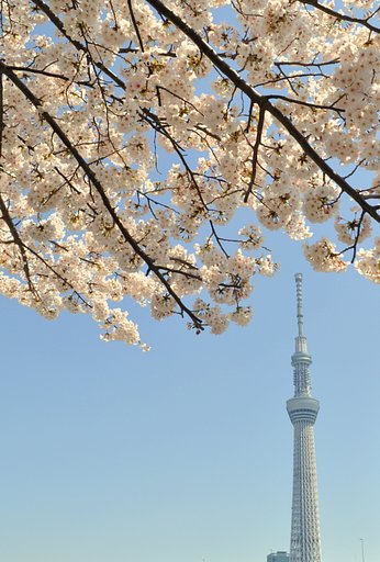 桜と東京スカイツリー
