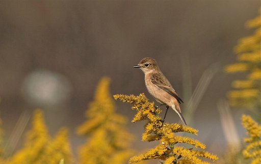 ノビタキ♀