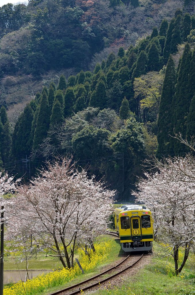 春のいすみ鉄道