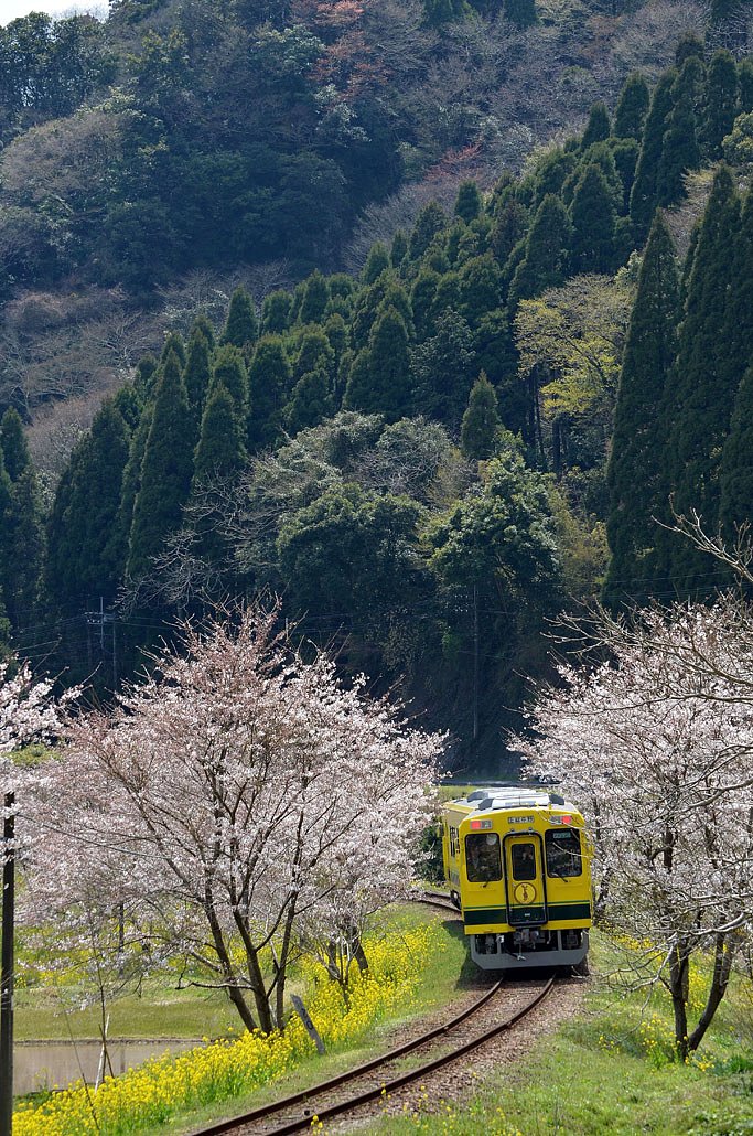 春のいすみ鉄道