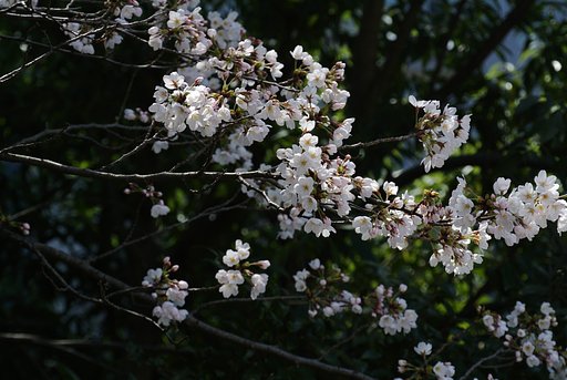 さくら