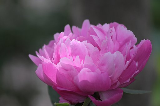 芍薬