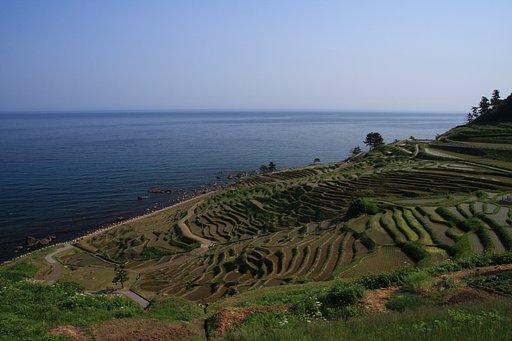 白米千枚田