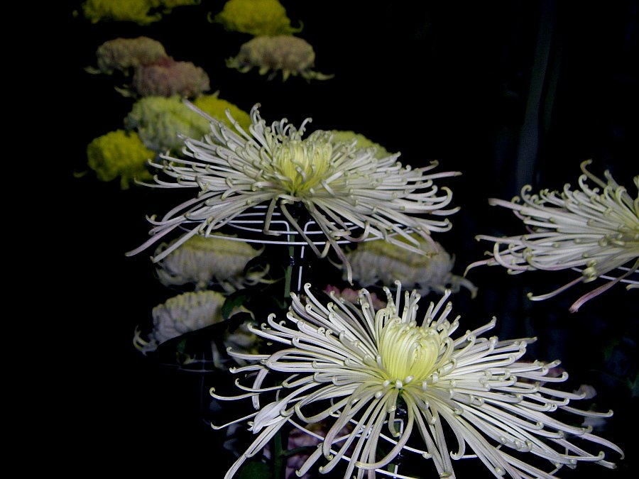 菊