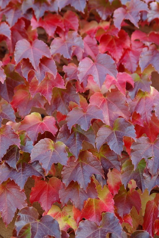一面に紅く蔦