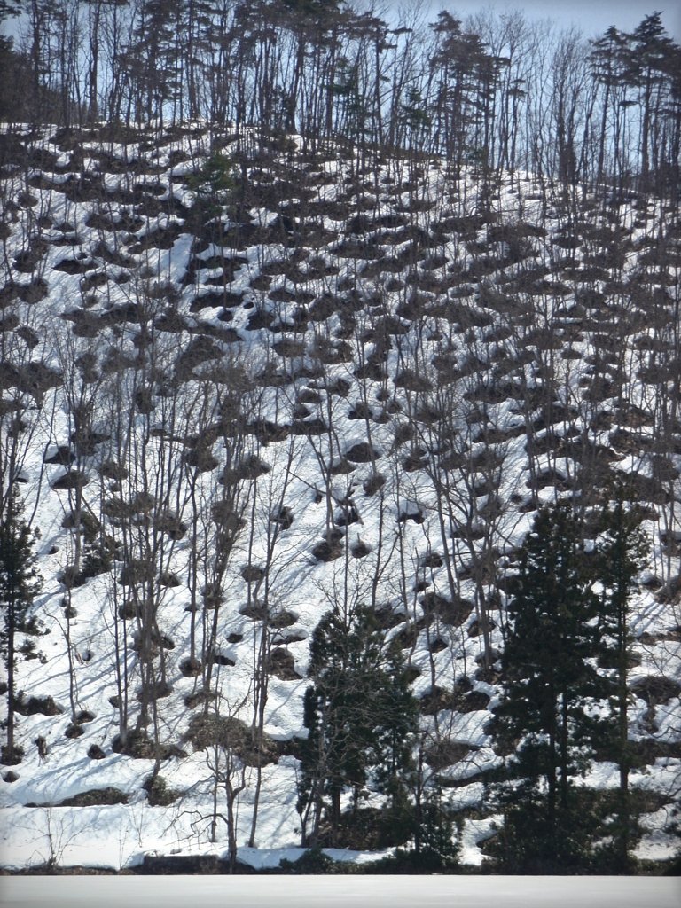 この頃の山の様子