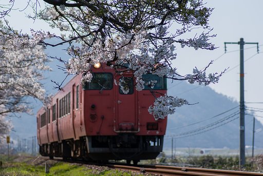 ソメイヨシノ開花大岩駅南辺り。