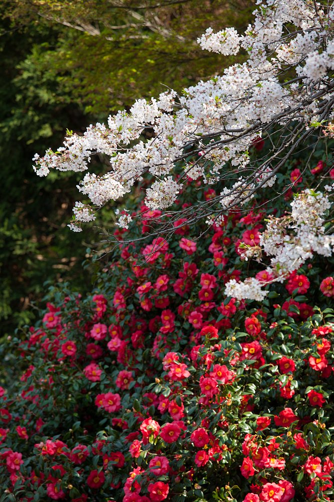 桜と椿