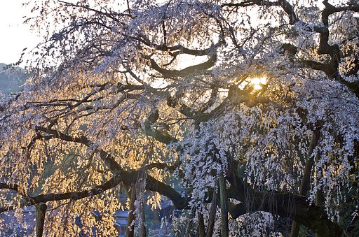 【淡彩】桜間来光
