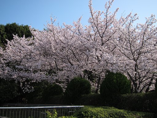 桜