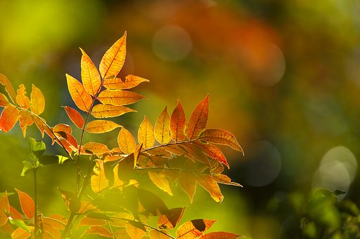 お山の漆は萌えています