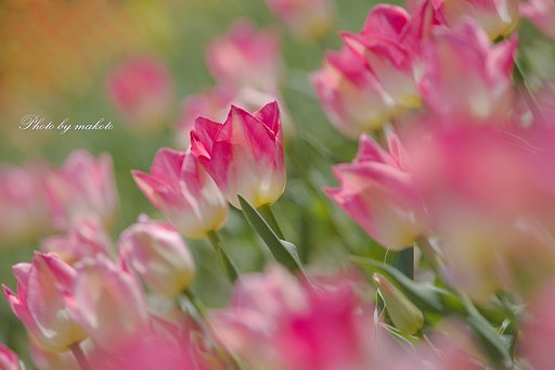 ポップな花畑